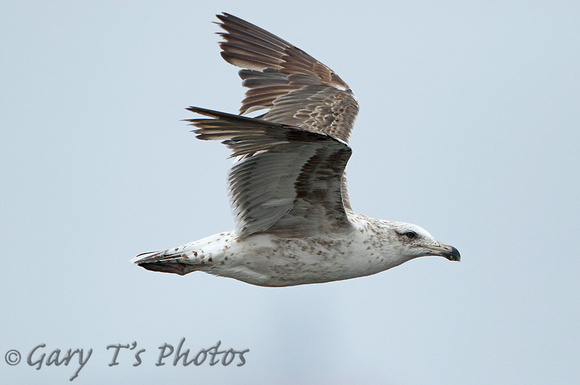Belchers (Band-tailed) Gull (2nd Winter)