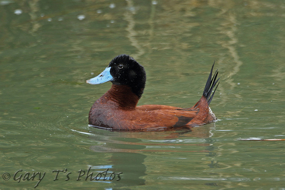 Andean Duck (Oxyura ferruginea - Male)