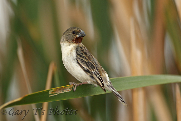 Chestnut-throated Seedeater (Male)