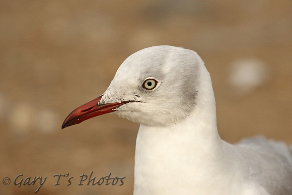 Grey-headed Gull (Adult Moulting)