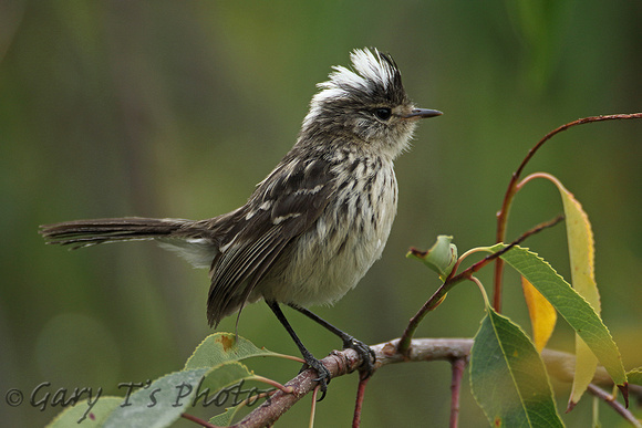 Pied-crested Tit-tyrant (Female)