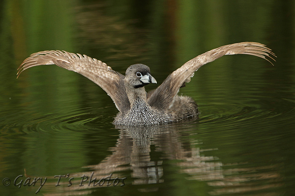 Pied-billed Grebe (Adult Summer)