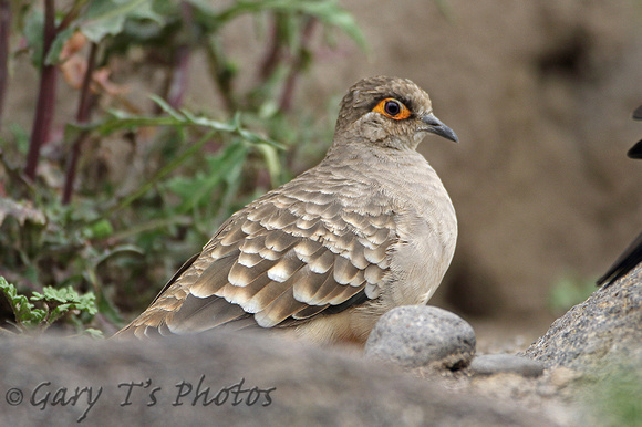 Bare-faced Ground-dove (Adult)