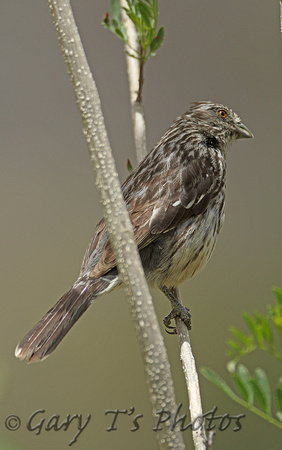 White-tipped Plantcutter (Female)
