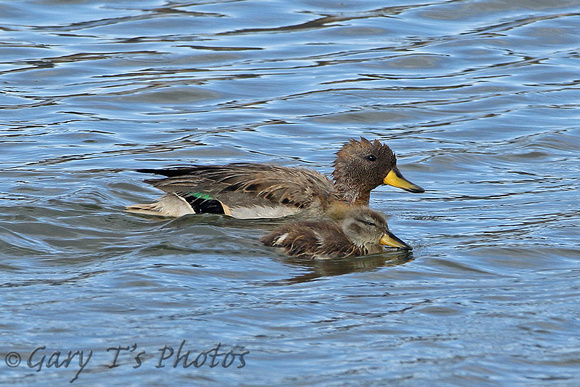 Yellow-billed Teal (Adult & Immatures)