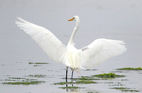 American Great White Egret (Adult Winter)