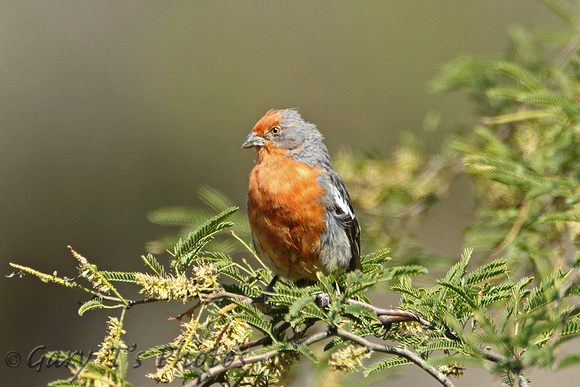White-tipped Plantcutter (Male)