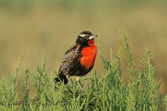 Peruvian Meadowlark (Male)