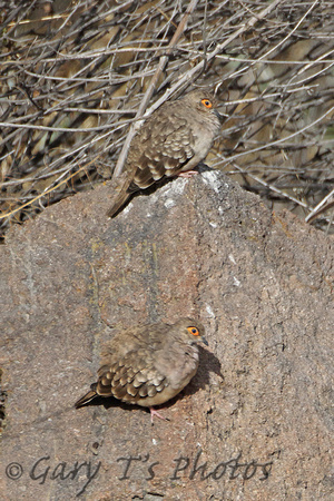 Bare-faced Ground-dove (Pair)