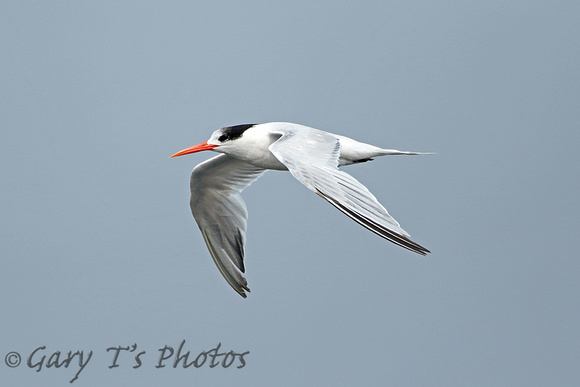 Elegant Tern (Adult Winter)