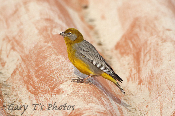 Bright-rumped Yellow-finch
