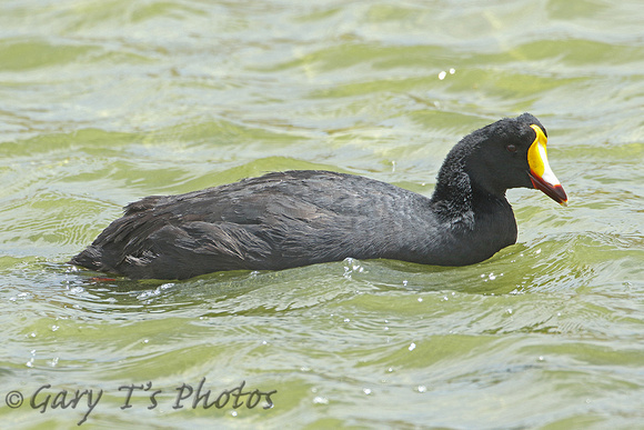 Giant Coot (Adult)