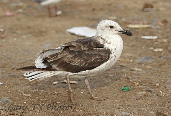 Belchers (Band-tailed) Gull (2nd Summer)