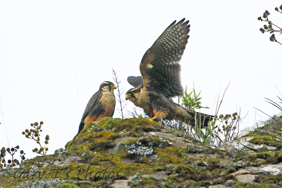 Aplomado Falcon (Pair)