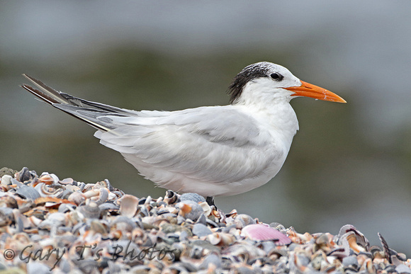 Royal Tern (Adult Winter)