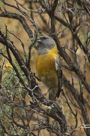 Peruvian Sierra-finch (Male)