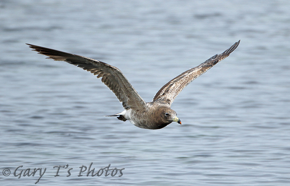 Belchers (Band-tailed) Gull (1st Winter)