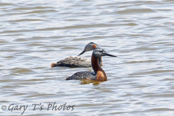 Great Grebe (Adult Summer Pair)