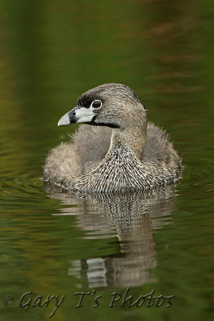 Pied-billed Grebe (Adult Summer)