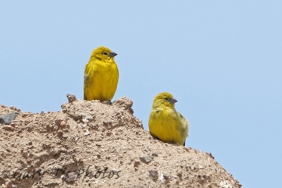 Puna Yellow-finch (Pair)