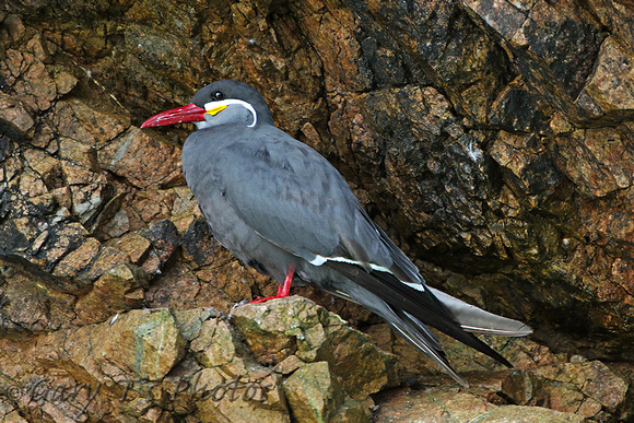 Inca Tern (Adult)