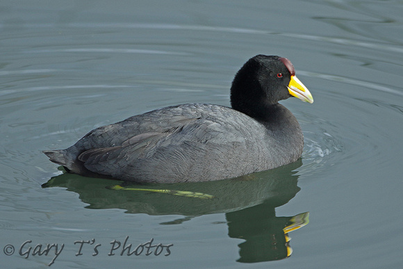 Andean (Slate-coloured) Coot (Adult)