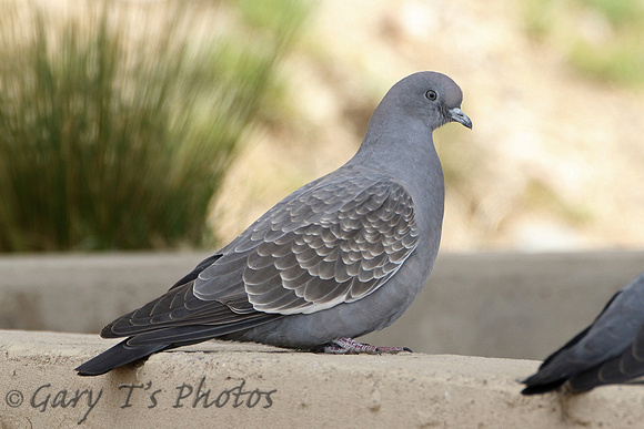 Spot-winged Pigeon