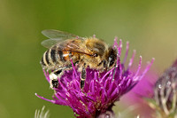 Apis mellifera (European Honey Bee)