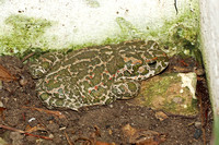 Amphibian-Balearic Green Toad (Bufotes balearicus)