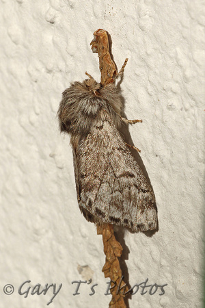 Moth-Thaumetopoea pityocampa