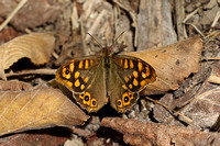 Butterfly-Speckled Wood (ssp. aegeria)