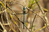 Dragonfly-Emperor (Male)