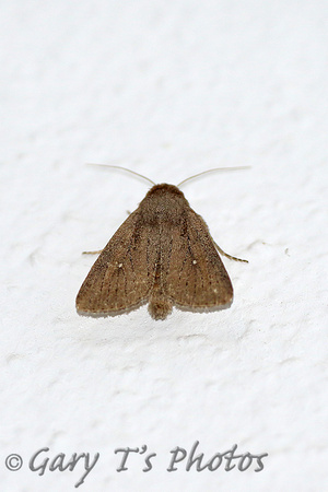 Moth-Lenisa geminipuncta (possibly)