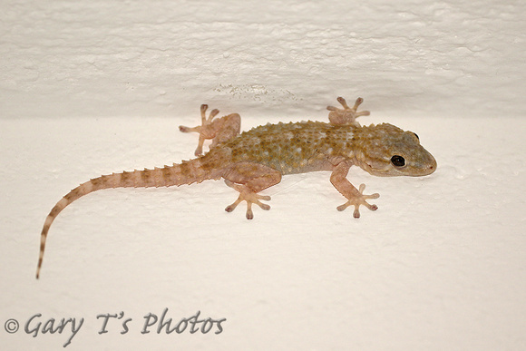 Reptile-Moorish Gecko