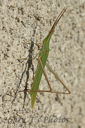 Insect-Cone-headed Grasshopper (Acrida ungarica)