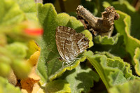 Butterfly-Geranium Bronze