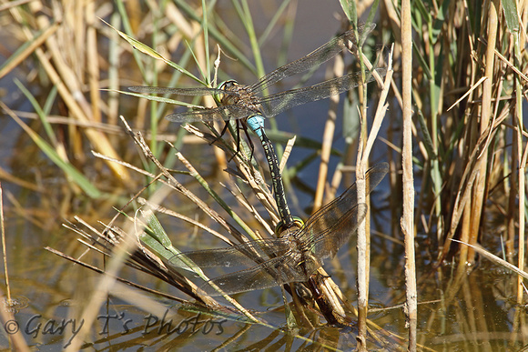 Dragonfly-Lesser Emperor (Pair)