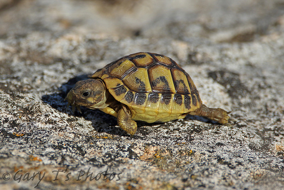 Reptile-Hermann's tortoise (Testudo hermanni)