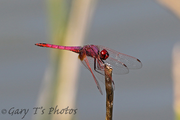 Dragonfly-Violet Dropwing (Male)