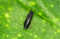 Sawfly - Elm Zig-Zag Sawfly (Aproceros leucopoda)