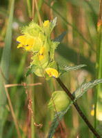 Yellow Rattle (Rhinanthus minor)