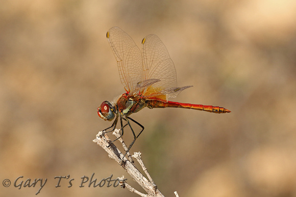 Dragonfly-Red-veined Darter (Male)