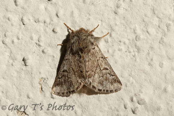 Moth-Thaumetopoea pityocampa