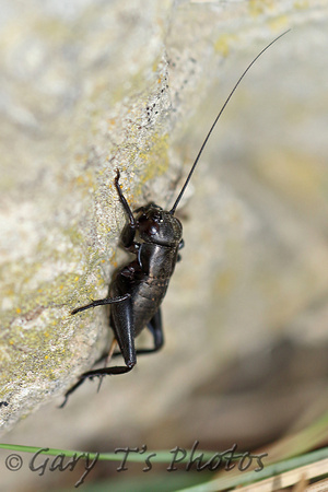 Insect-European Field Cricket (Gryllus campestris)