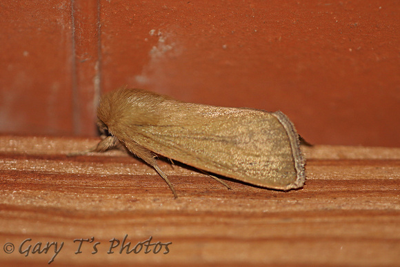 Moth-Sesamia nonagrioides (possibly)