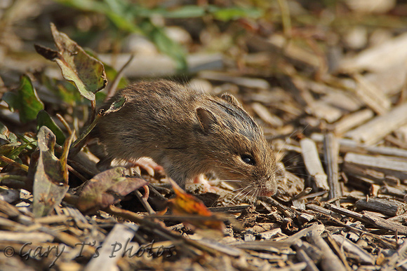 Mammal-House Mouse