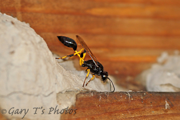Insect-Black & Yellow Mud Dauber Wasp (Sceliphron caementarium)