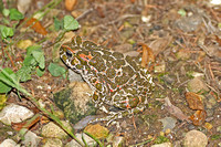 Amphibian-Balearic Green Toad (Bufotes balearicus)