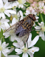 Cluster Fly (Pollenia rudis)