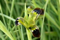 Snake's-head Iris (Iris tuberosa)